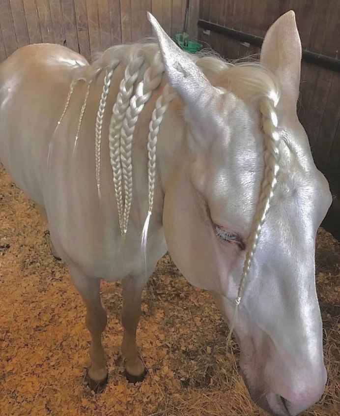 Изабелловая Ахалтекинская лошадь