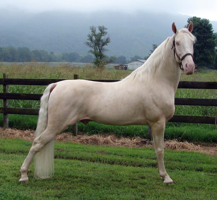 Обожаю белых лошадей