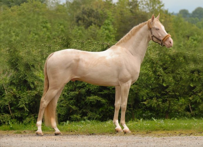 Ахалтекинская Изабелловая