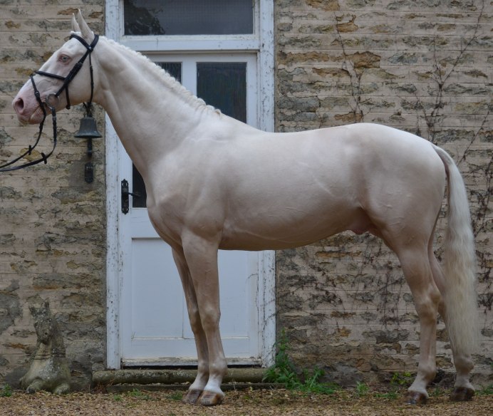 Очень красивая лошадь🐎 какой мультфильме