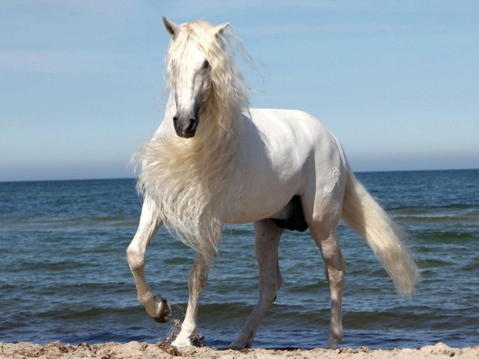 Город в Турции с белыми лошадьми