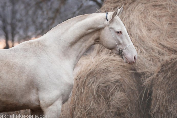 Арабская и Ахалтекинская лошадь