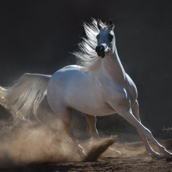 Белая лошадь белая п******* белая