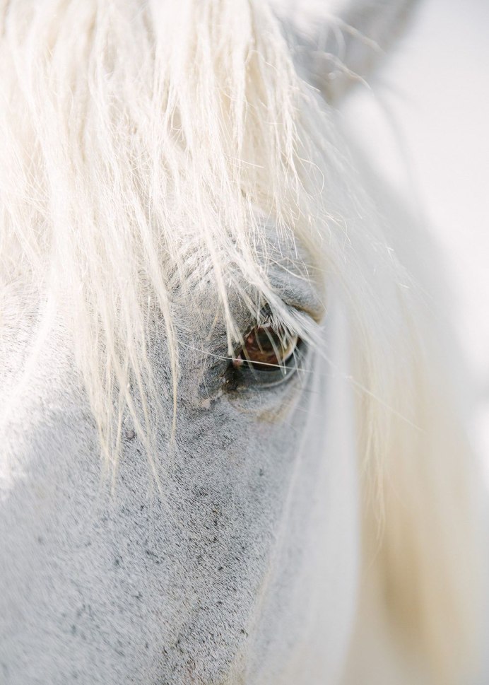 Ахалтекинская Изабелловая