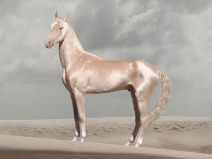 Марвари альбинос