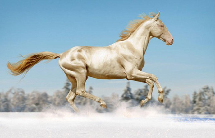 Английская чистокровная Изабелловая