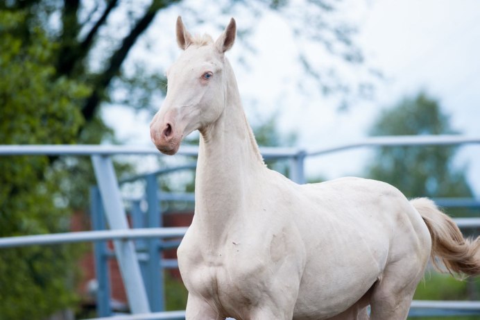 Ахалтекинская лошадь Пинто