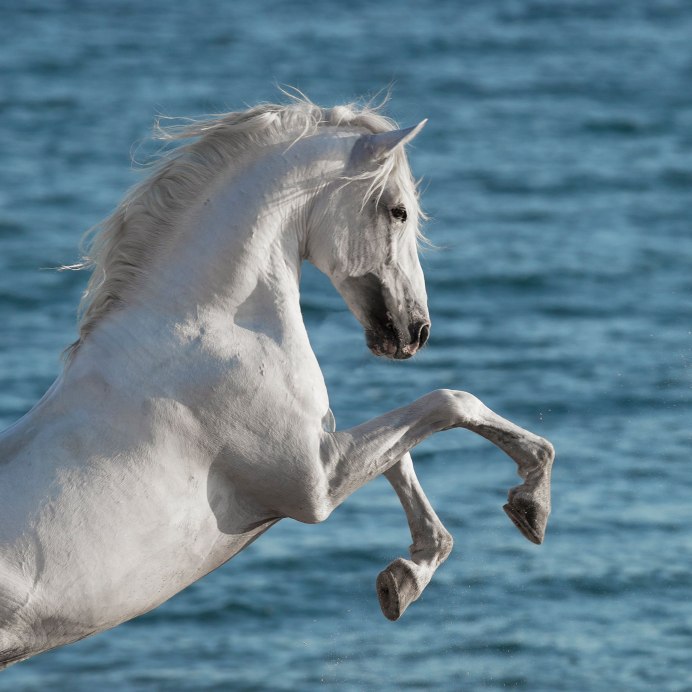 Ахалтекинская Изабелловая