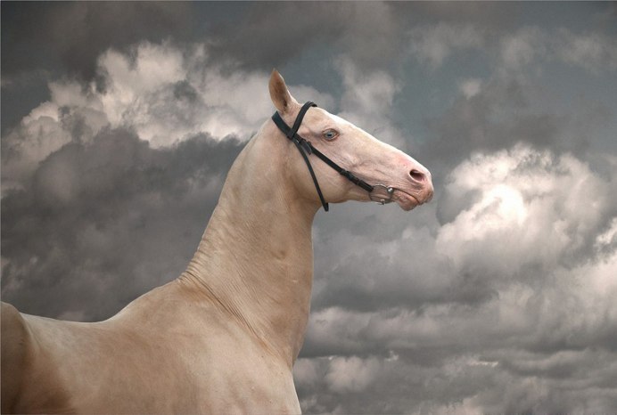 Ахалтекинец изабелловой масти