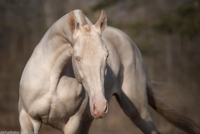 Ахалтекинская изабелловой масти