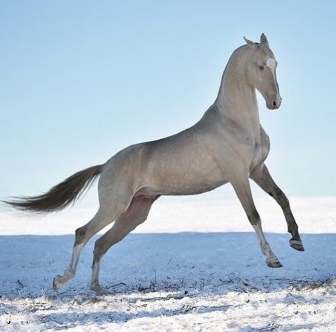 Ахалтекинская лошадь Перлино