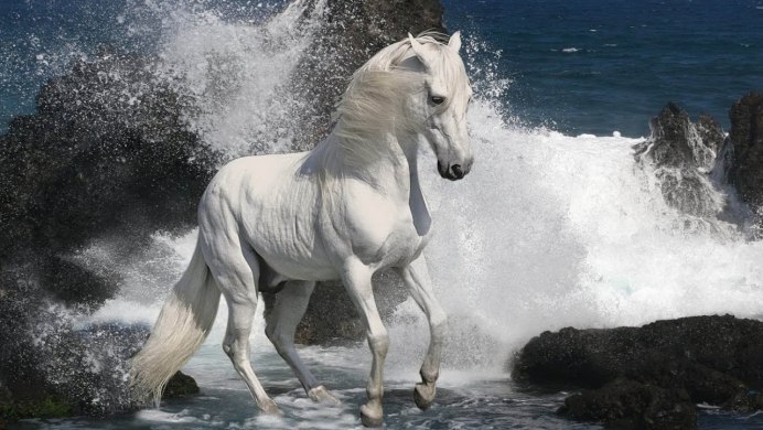 Арабская чистокровная лошадь белая