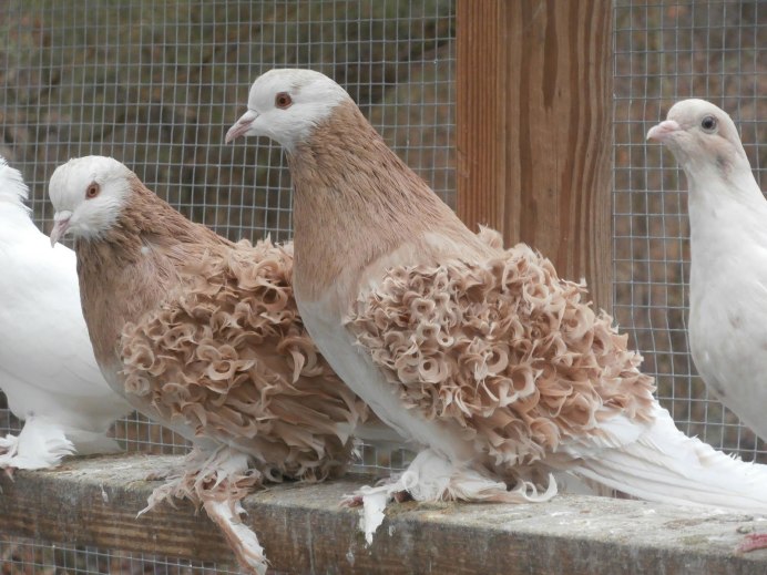 Frillback Pigeon