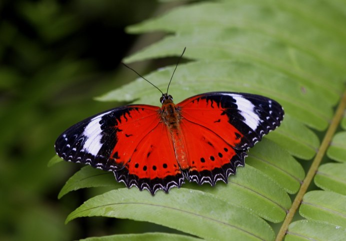 Cymothoe Sangaris