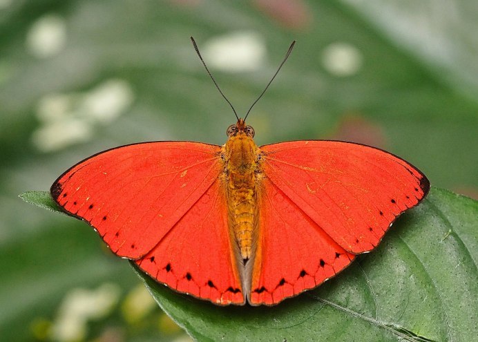 Arctiinae Moth