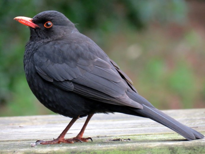 Западная Галка Corvus monedula