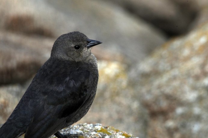 Галка обыкновенная ‒ Corvus monedula