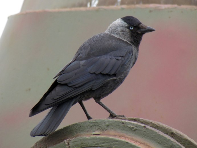 Галка (Coloeus monedula)