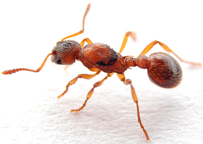 Муравьи Myrmica rubra