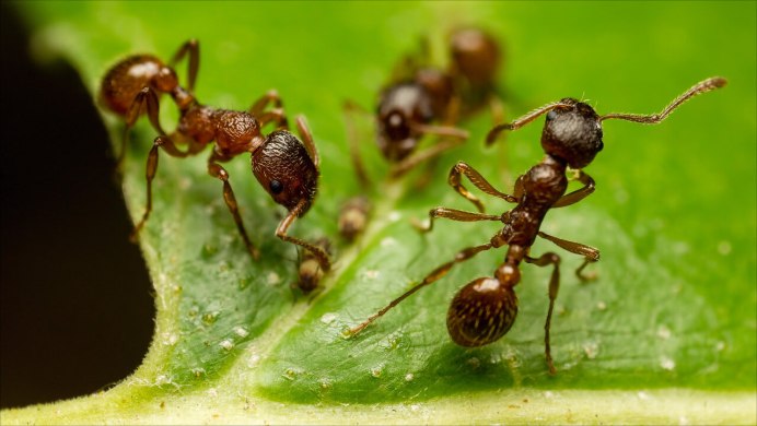 «Муравьев на дереве» (蚂蚁上树).