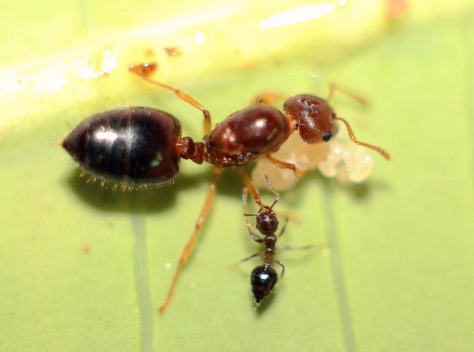Муравьи Myrmica rubra