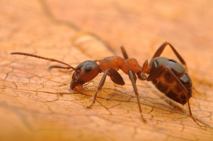 Муравей коричневого цвета