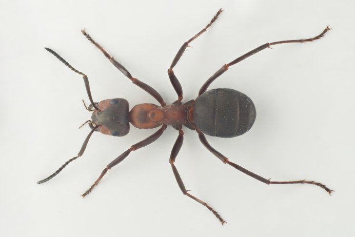 Кампонотус лигниперда