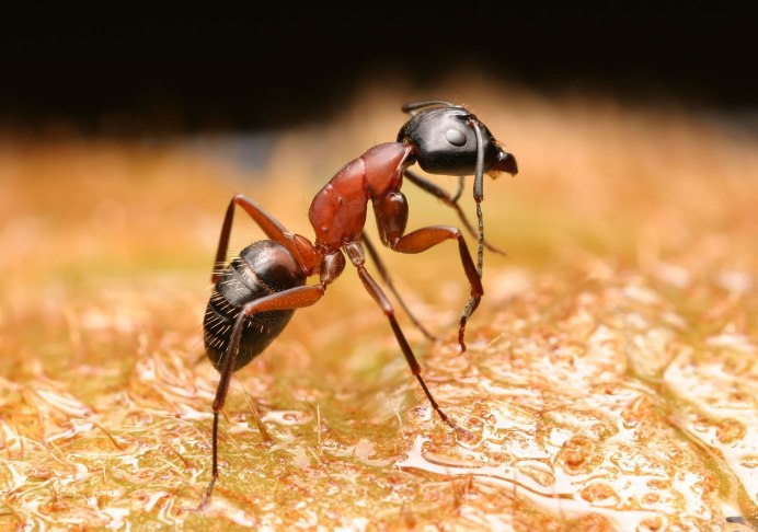 Coptoformica forsslundi