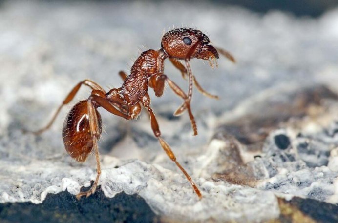 Муравей на белом фоне