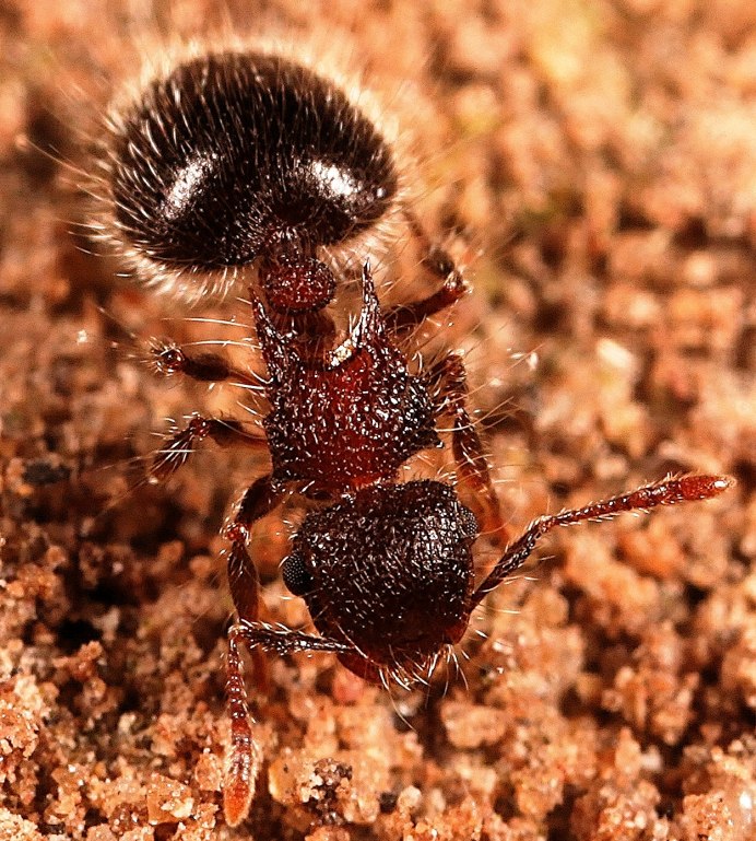 Кампонотус никобарензиз