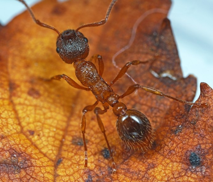 Мирмика ругинодис