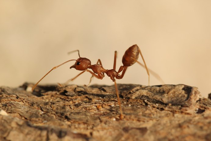 Lasiusumbratus (жёлтый пахучий муравей)