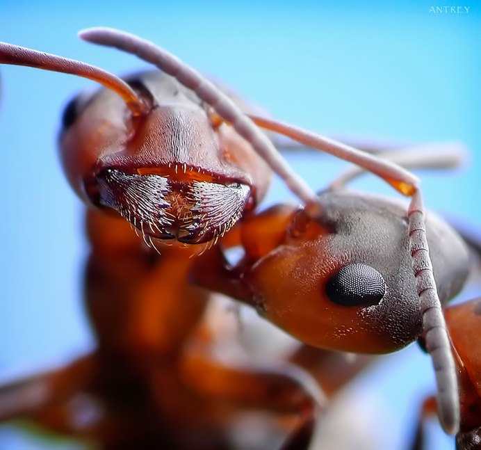 Муравьи Myrmica rubra