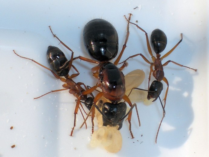 Муравей Oecophylla smaragdina