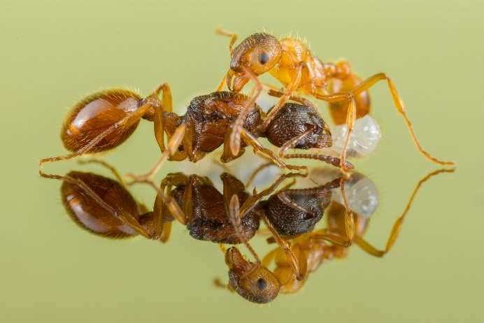 Термиты и муравьи