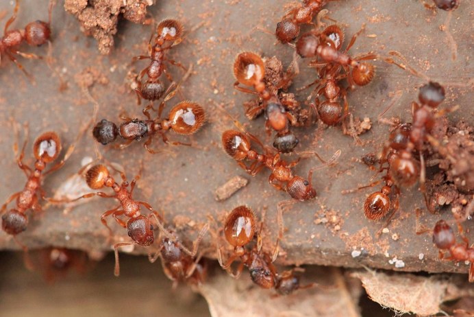 Формика Руфа Муравейник