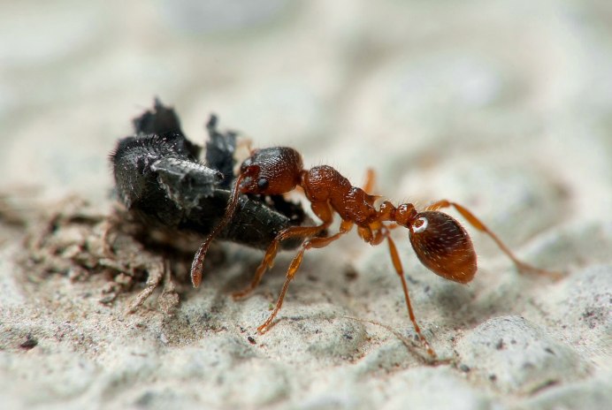 Raptiformica sanguinea