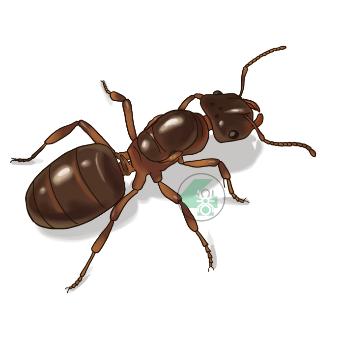 Коричневый муравей мультяшка