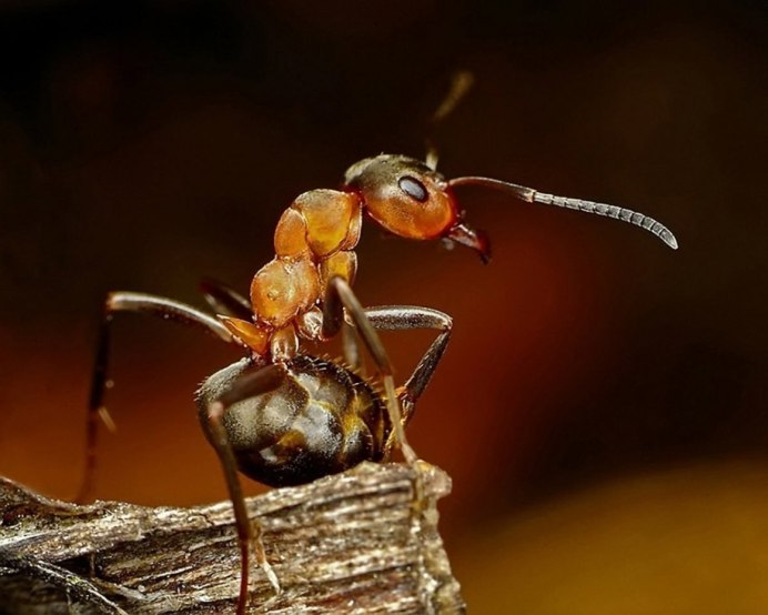 Camponotus festinatus