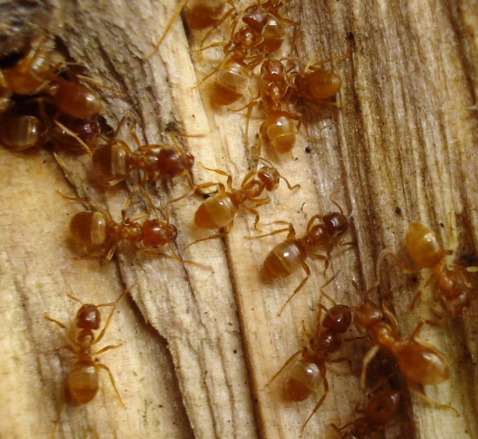 Муравьи зимуют