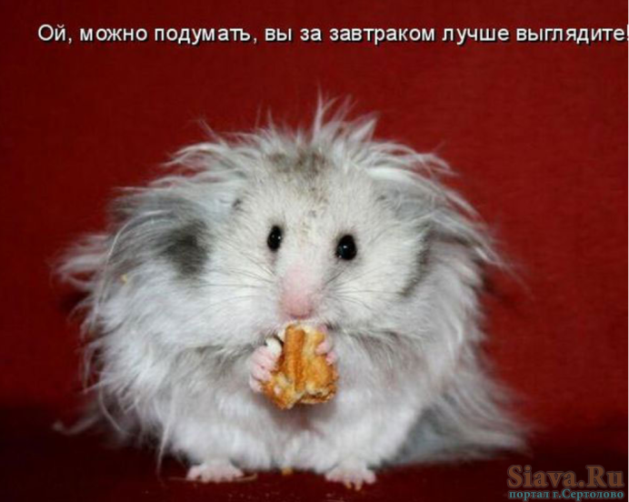 Королевский ангорский хомяк