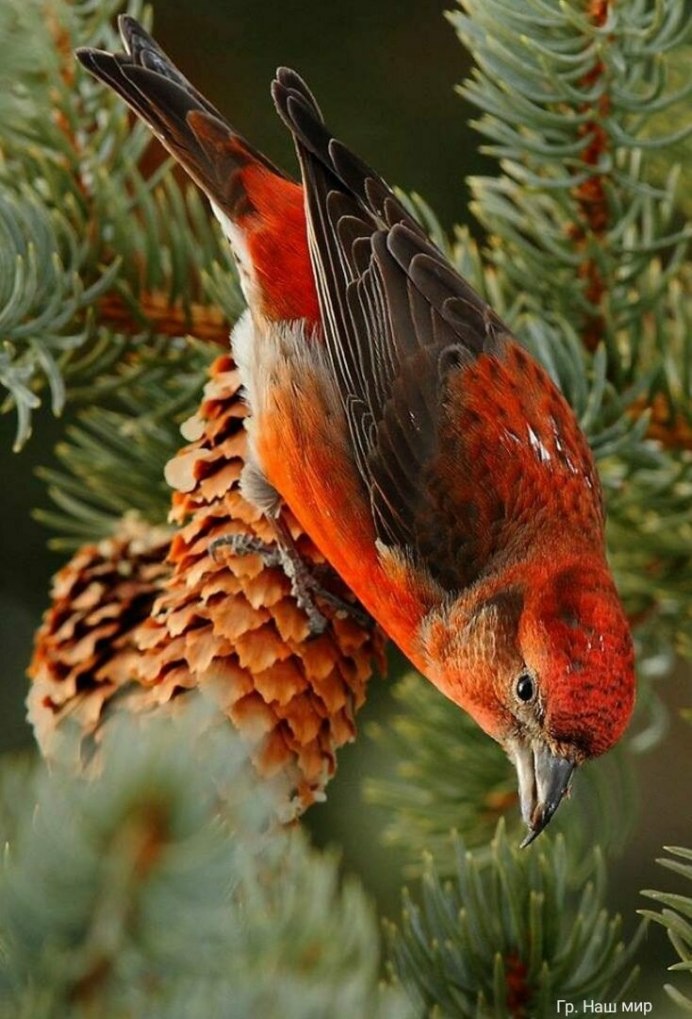 Клёст-еловик гнездо