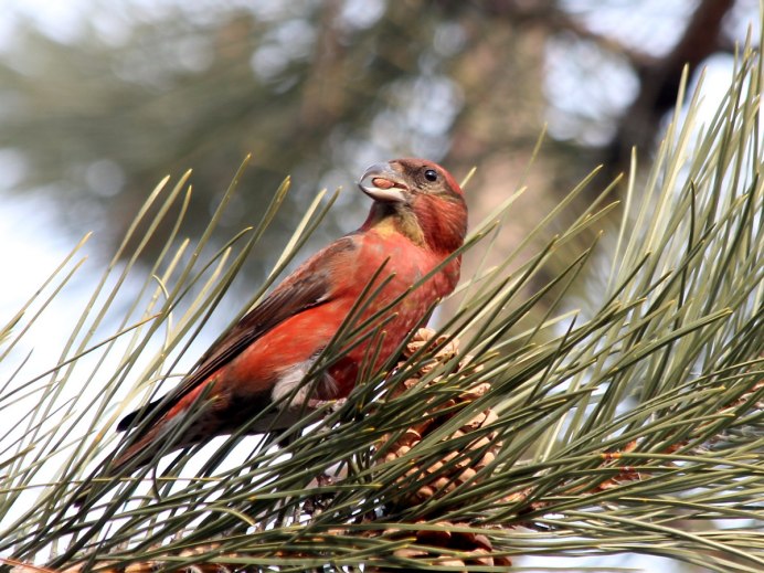 Клёст-Сосновик Loxia pytyopsittacus