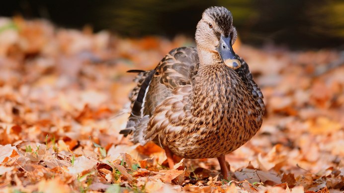Селезень кряквы осенью