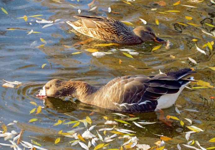 Парк Тушино утки