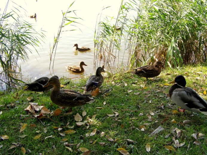 Осенний пейзаж с утками