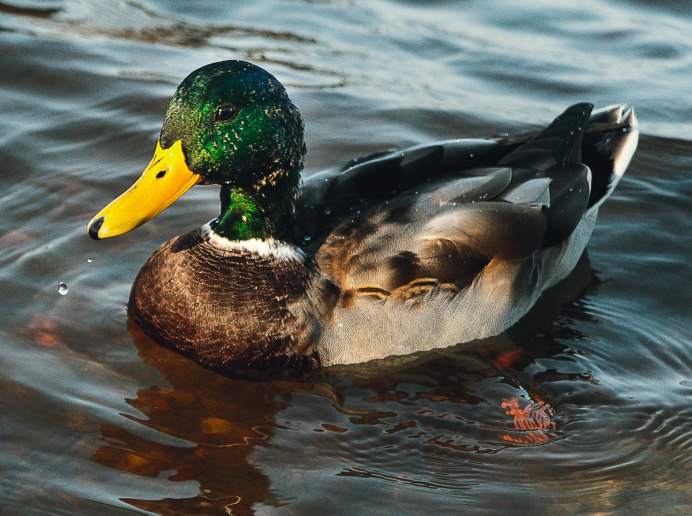 Осенний перелет птиц