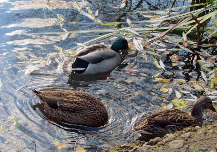 Селезень кряквы окрас