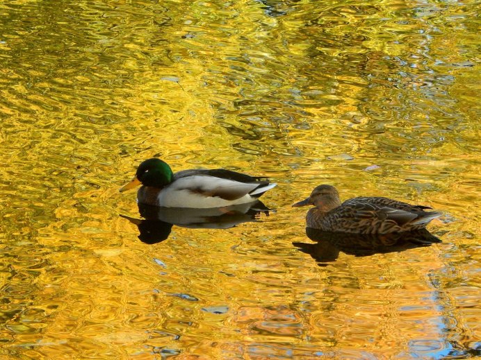 Водоплавающие птицы Терлецкого пруда