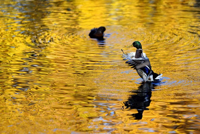 Пруд утки осень